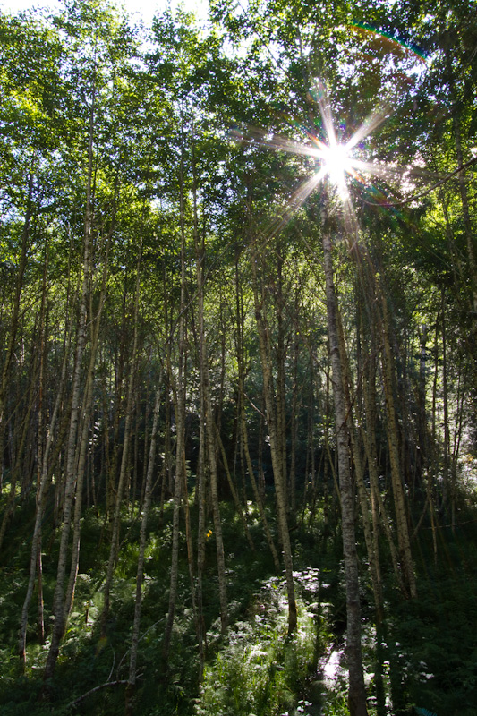 Sun Through Trees